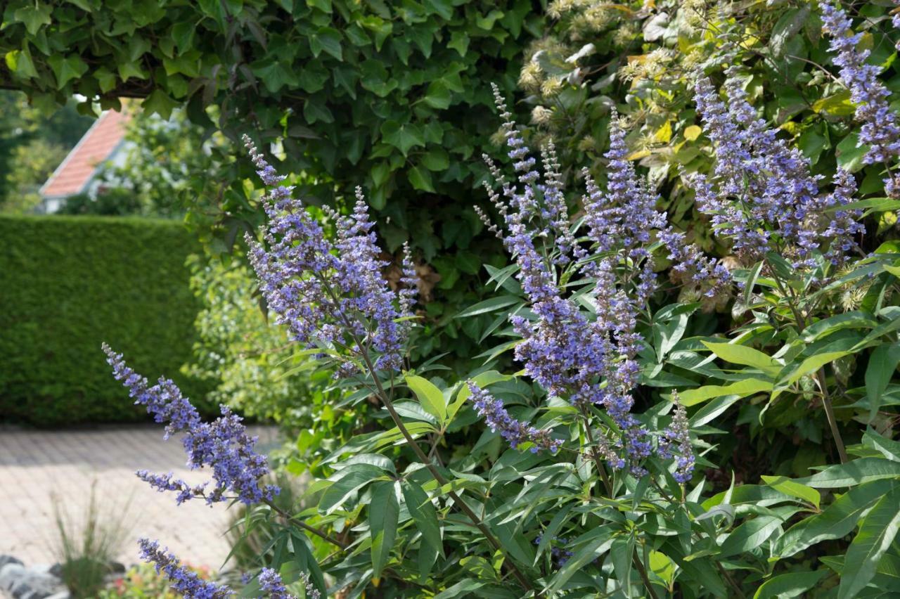 Harlingen Garden *